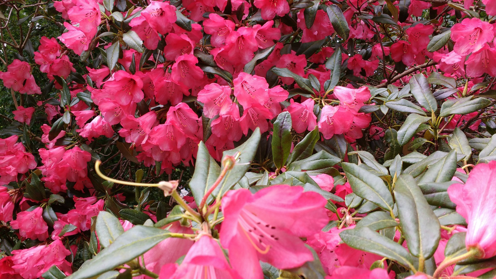 Azalijos žiemojimas: ką svarbu žinoti