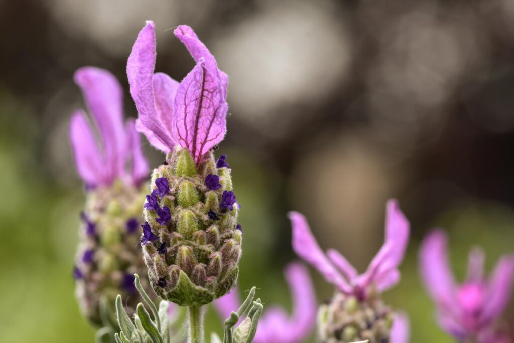 Varpinė levanda (Lavandula stoechas)