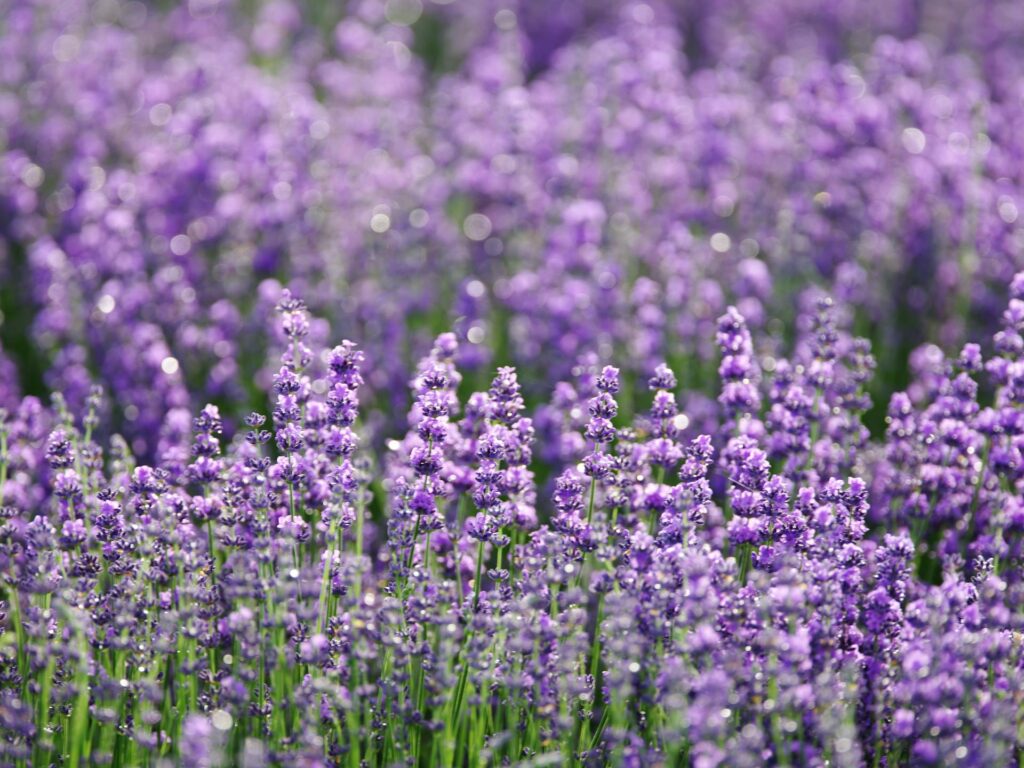 Tikroji levanda (Lavandula angustifolia)