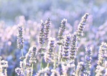 Levandų rūšys: tikroji, varpinė, baltoji ir kitos veislės