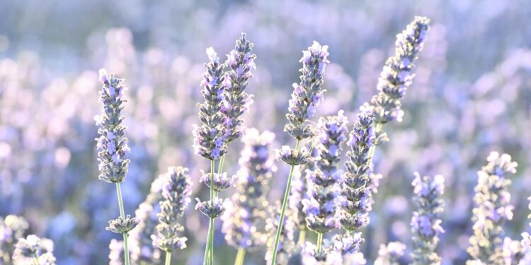Levandų rūšys: tikroji, varpinė, baltoji ir kitos veislės