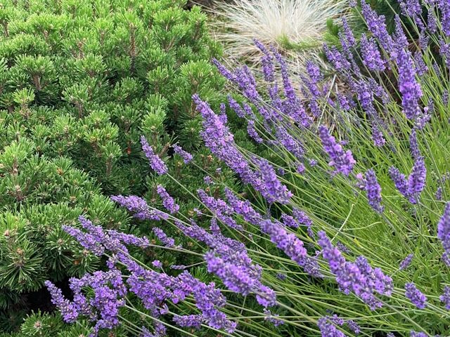 Su kuo derinti levandas gėlyne