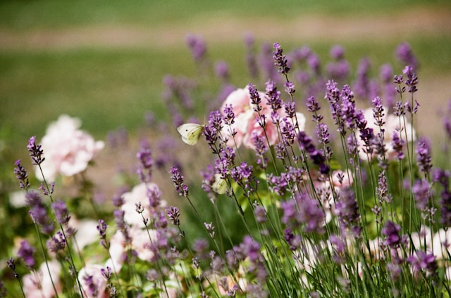 Kaip sukurti harmoningą levandų kompoziciją