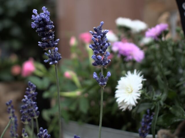 Levandų sodinimo klaidos, kurios gadina visą vaizdą