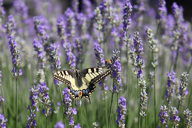 Levandos kieme ir prie namų: kaip išnaudoti maksimaliai