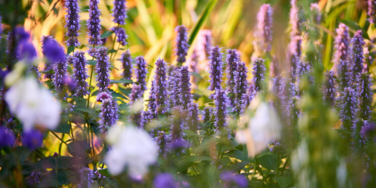 Kur sodinti levandas ir su kuo derinti: idėjos kiemui, gėlynui ir terasai