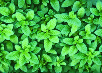 Mėtų rūšys: pagrindinės, laukinės ir aromatinės veislės