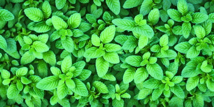 Mėtų rūšys: pagrindinės, laukinės ir aromatinės veislės