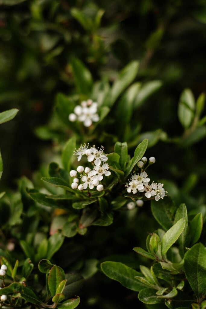 Dažniausios klaidos auginant mirtas