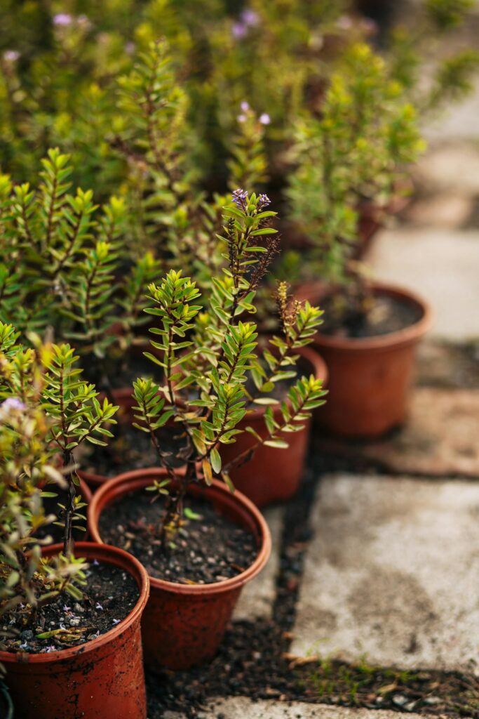 Tikroji mirta ir paprastoji mirta: skirtumai