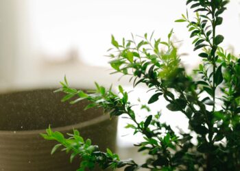 Mirta: augalas, rūšys ir auginimas (tikroji ir paprastoji mirta)