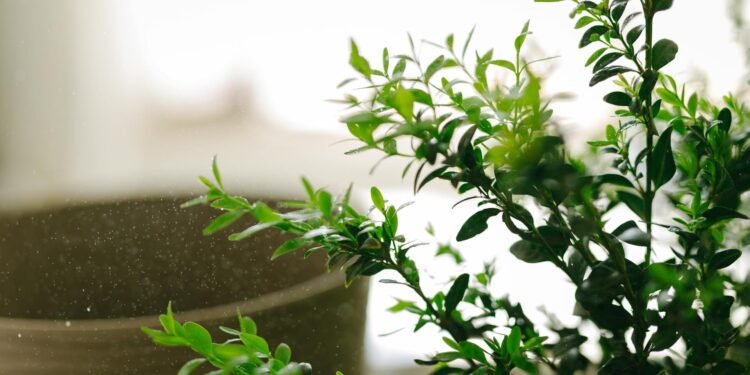 Mirta: augalas, rūšys ir auginimas (tikroji ir paprastoji mirta)