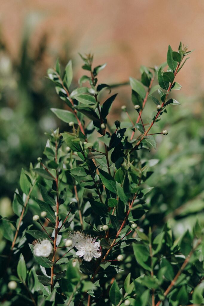 Gėlė mirta: priežiūra namuose