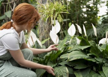 Vėzdūnė: priežiūra, auginimas ir kodėl ruduoja lapai
