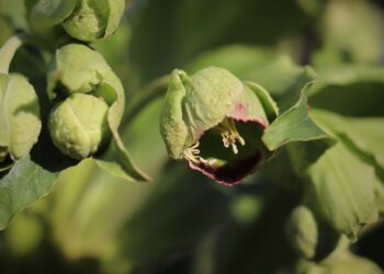 Dvokiantysis eleboras: auginimas, priežiūra ir žydėjimas sode