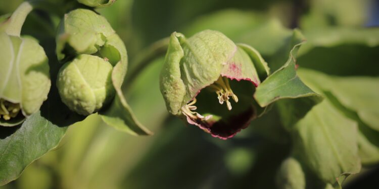 Dvokiantysis eleboras: auginimas, priežiūra ir žydėjimas sode