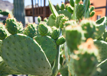 Opuncija: kaktusas plokščiais lapais ir jo rūšys