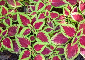 Margenis: auginimas, priežiūra ir ar tai daugiametė lauko gėlė