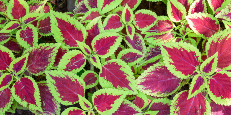 Margenis: auginimas, priežiūra ir ar tai daugiametė lauko gėlė