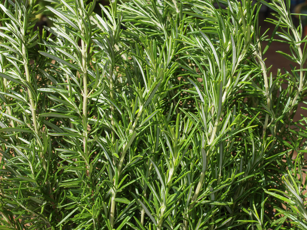 Rozmarinas virškinimui ir imunitetui