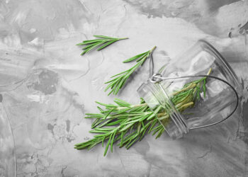 Rozmarino nauda: kuo jis naudingas sveikatai ir organizmui