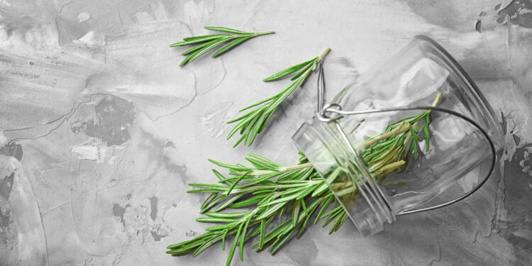 Rozmarino nauda: kuo jis naudingas sveikatai ir organizmui