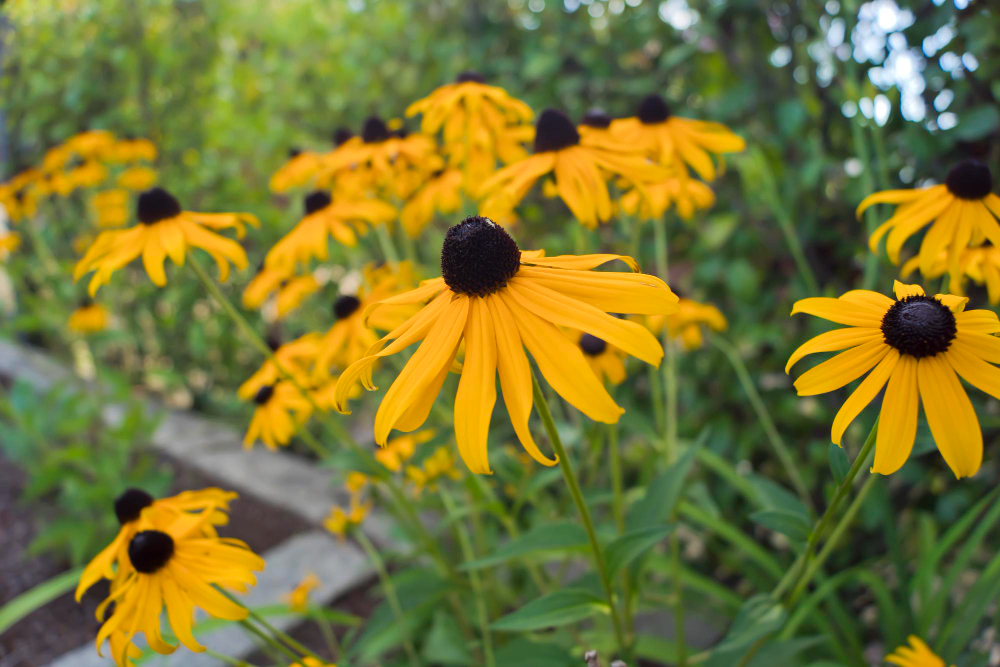 Kaip derinti rudbekiją su kitais augalais