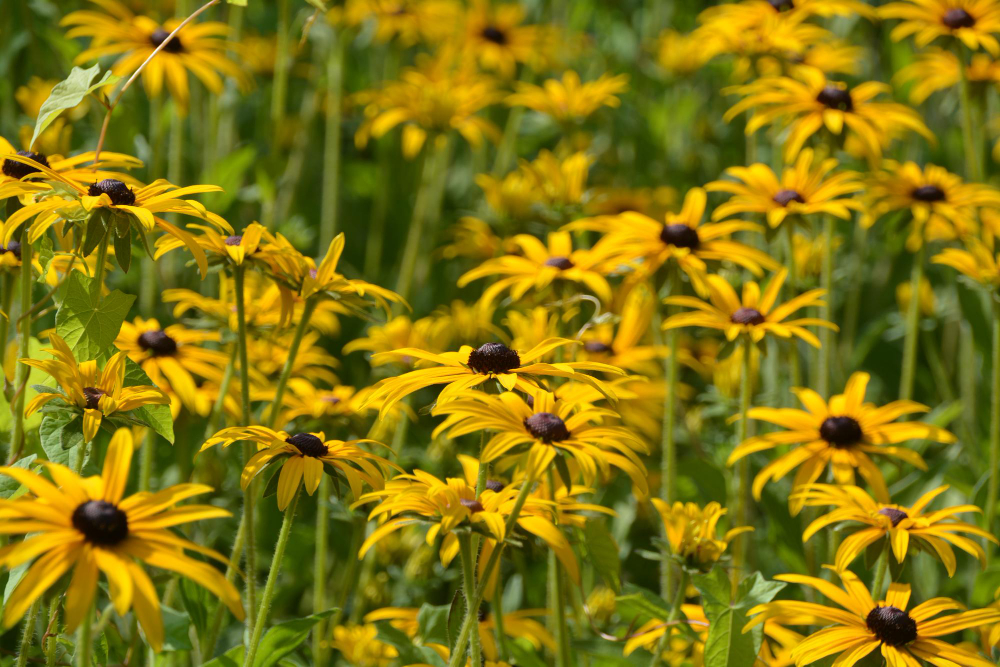 Dažniausios klaidos