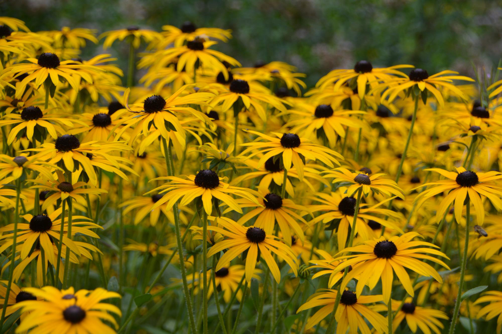 Rudbekija priežiūra: ką svarbu žinoti