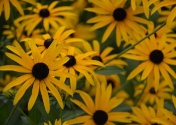 Rudbekija: auginimas, priežiūra ir žemaūgės veislės
