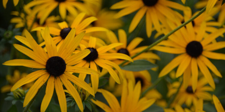 Rudbekija: auginimas, priežiūra ir žemaūgės veislės