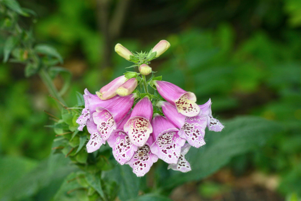 Kaip saugiai elgtis su rusmene