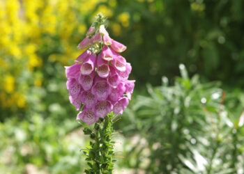 Rusmenė: labai nuodingas augalas ir daugiametės rūšys