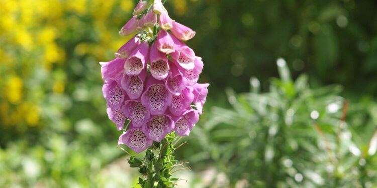 Rusmenė: labai nuodingas augalas ir daugiametės rūšys