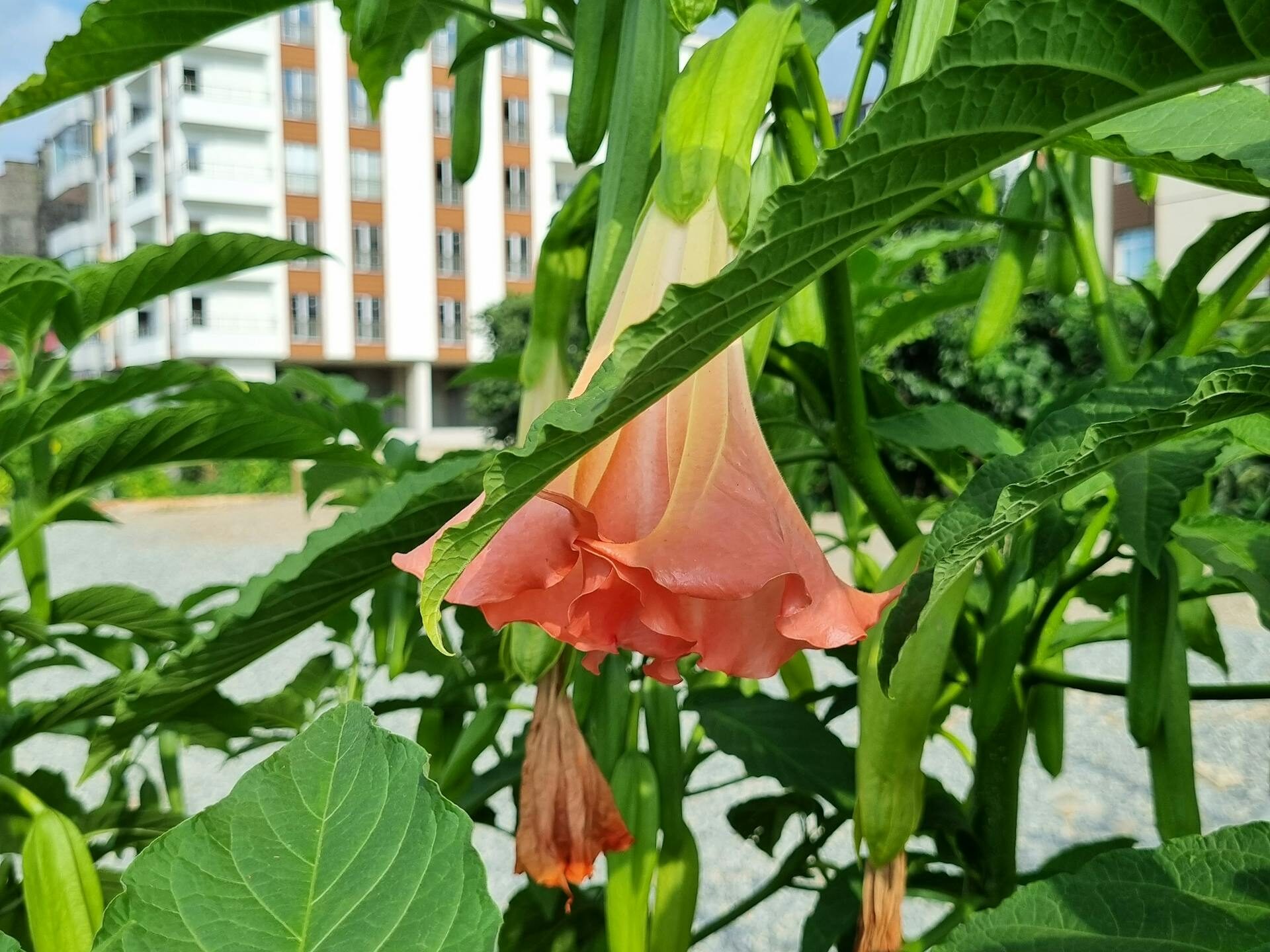 Ar brugmansija nuodinga?