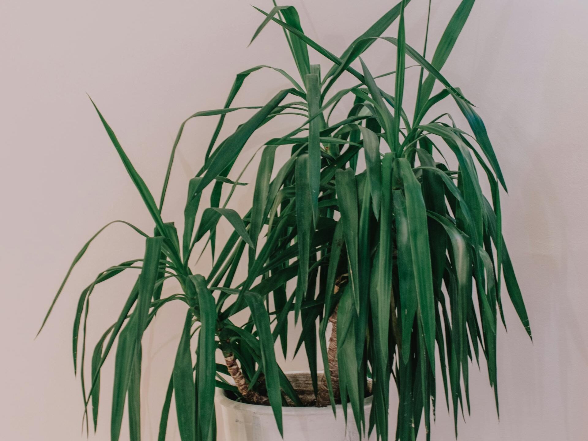 Ar dracena nuodinga?
