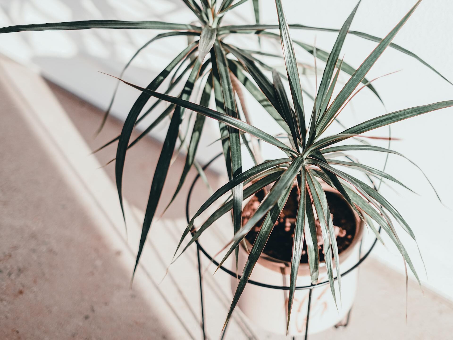 Dracena ruduoja lapų galiukai