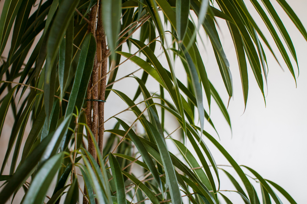 Dracena ligos: ką svarbu žinoti