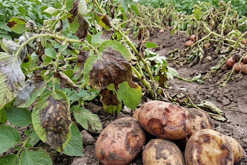 Bulvių ligos: kaip atpažinti, gydyti ir apsaugoti derlių