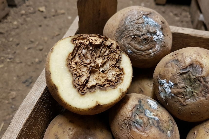 Bulvių ligos: kaip atpažinti, gydyti ir apsaugoti derlių