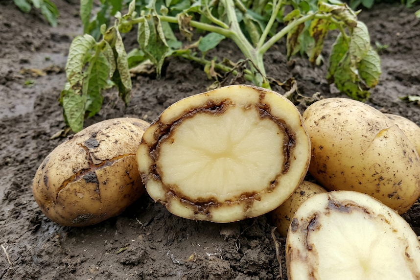 Bulvių ligos: kaip atpažinti, gydyti ir apsaugoti derlių