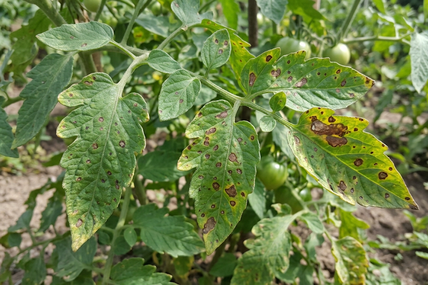 Ką išduoda dėmės ant pomidorų lapų?