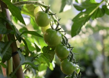 Pomidorų daigų tręšimas mielėmis: liaudiška priemonė ar rizika?
