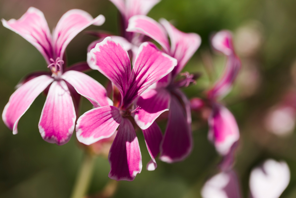 Ar kvapioji pelargonija tinka auginti virtuvėje ar miegamajame?