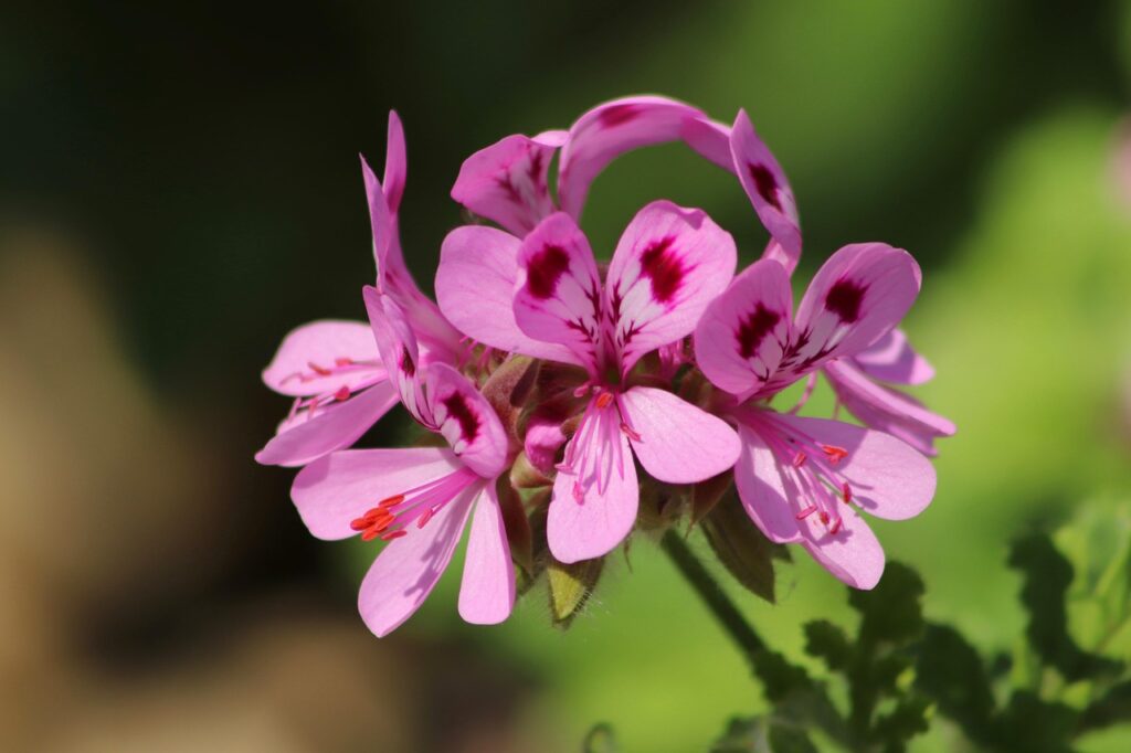 Kvapiosios pelargonijos priežiūra