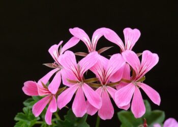 Kaip auginti kvapiąją pelargoniją (jeronimą): praktiniai patarimai pradedantiesiems