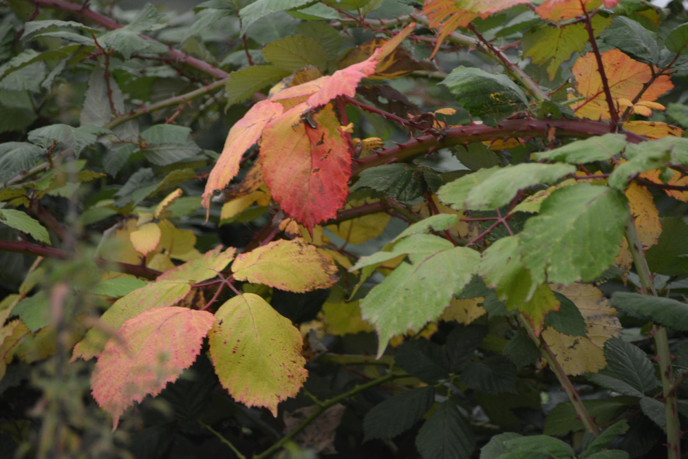 Ar lapai gali kristi dėl netinkamo laistymo?