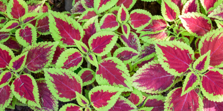 Koleusas (Coleus) – populiarios rūšys ir jų ypatybės