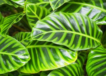 Maranta (Maranta leuconeura) – priežiūra ir baltagyslės rūšies ypatumai