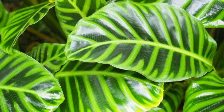 Maranta (Maranta leuconeura) – priežiūra ir baltagyslės rūšies ypatumai